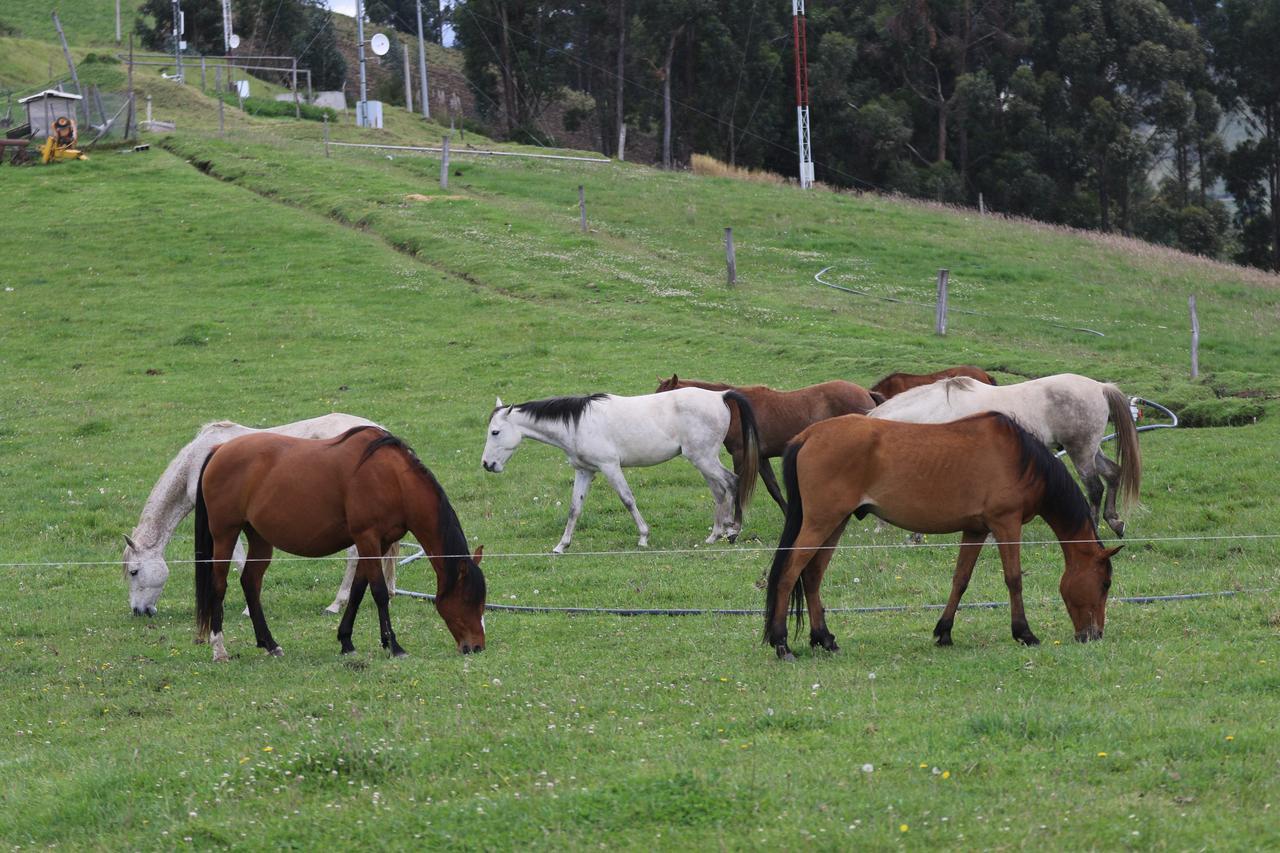 Hosteria Loma Larga Cayambe Exteriör bild